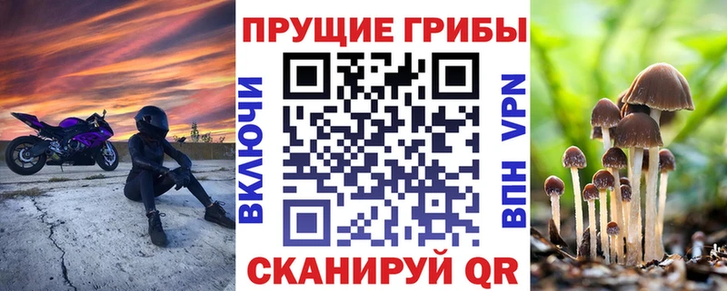Купить закладки Балей Псилоцибиновые грибы Psilocybine cubensis